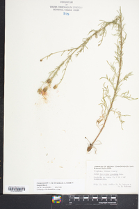 Centaurea stoebe subsp. micranthos image