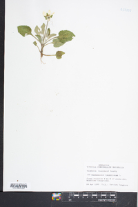 Chrysogonum virginianum image