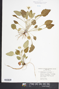 Chrysogonum virginianum image