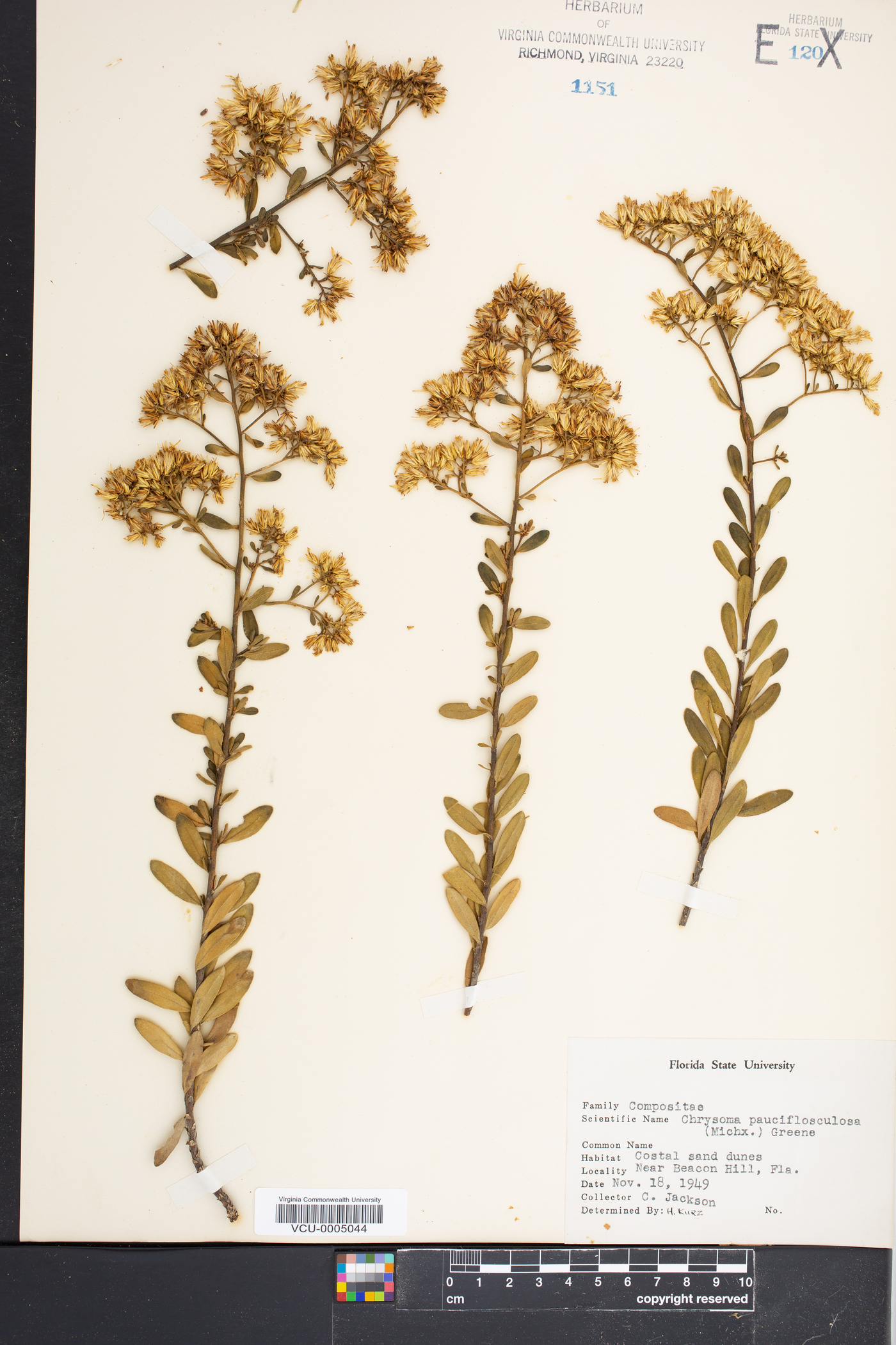 Chrysoma image
