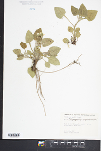 Chrysogonum virginianum image