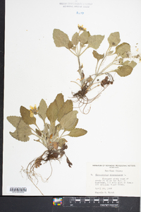 Chrysogonum virginianum image