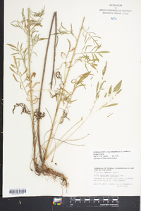 Centaurea stoebe subsp. micranthos image