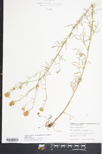 Centaurea stoebe subsp. micranthos image