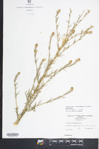 Centaurea stoebe subsp. micranthos image