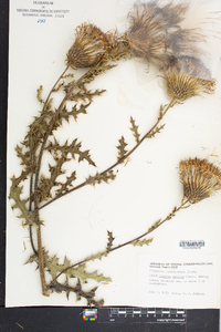 Cirsium pumilum image