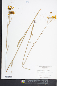 Coreopsis falcata image