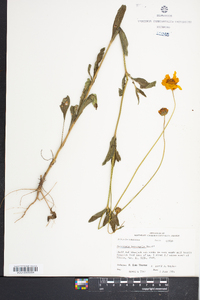 Coreopsis intermedia image