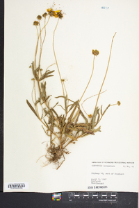 Coreopsis lanceolata image