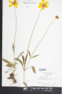 Coreopsis lanceolata image