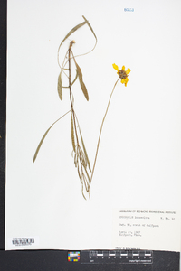 Coreopsis lanceolata image