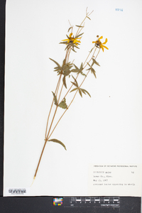 Coreopsis major image