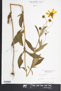 Coreopsis pubescens image