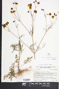 Coreopsis tinctoria image