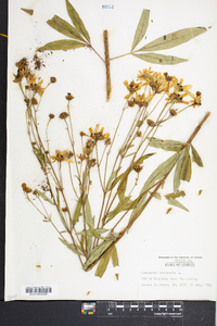 Coreopsis tripteris image