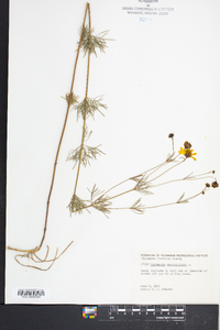 Coreopsis verticillata image