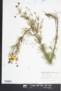 Coreopsis verticillata image