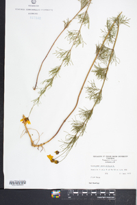 Coreopsis verticillata image