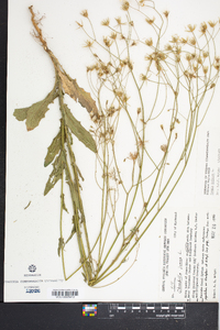 Crepis pulchra image