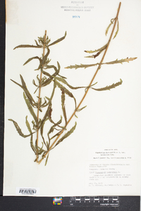 Eupatorium hyssopifolium var. laciniatum image