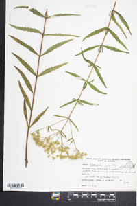 Eupatorium mohrii image