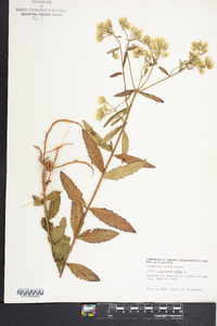 Eupatorium album image