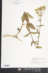 Eupatorium album image