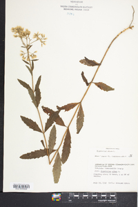 Eupatorium album image