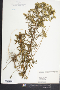 Eupatorium cuneifolium image