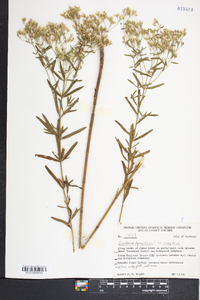 Eupatorium hyssopifolium image