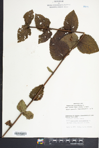 Eupatorium rotundifolium subsp. ovatum image