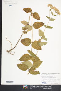 Eupatorium rotundifolium subsp. ovatum image