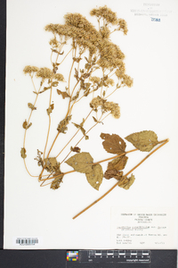 Eupatorium rotundifolium subsp. ovatum image