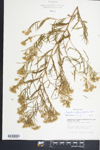 Eupatorium x pinnatifidum image