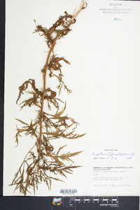 Eupatorium x pinnatifidum image