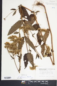 Eupatorium pilosum image