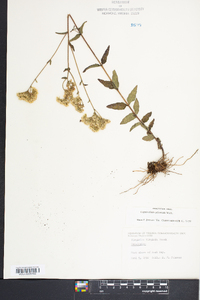 Eupatorium pilosum image