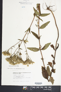 Eupatorium pilosum image