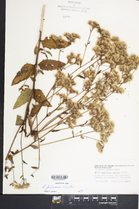 Eupatorium pilosum image