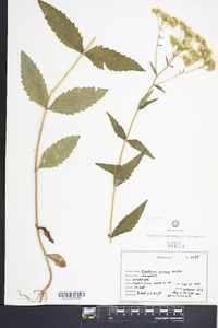 Eupatorium pilosum image