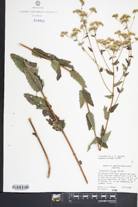 Eupatorium pilosum image