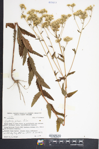 Eupatorium pilosum image