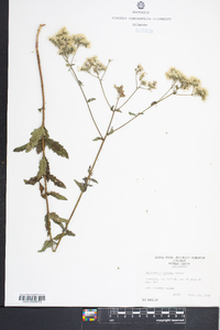 Eupatorium pilosum image