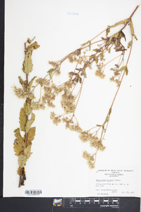 Eupatorium pilosum image