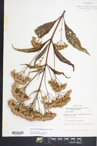 Eutrochium fistulosum image