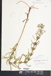 Eupatorium hyssopifolium image