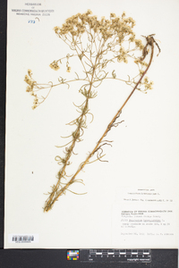 Eupatorium hyssopifolium image