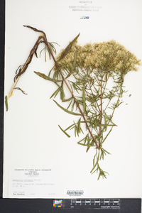 Eupatorium altissimum image