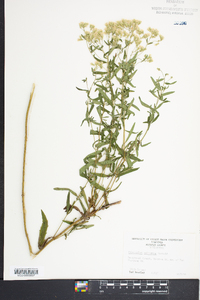 Eupatorium altissimum image