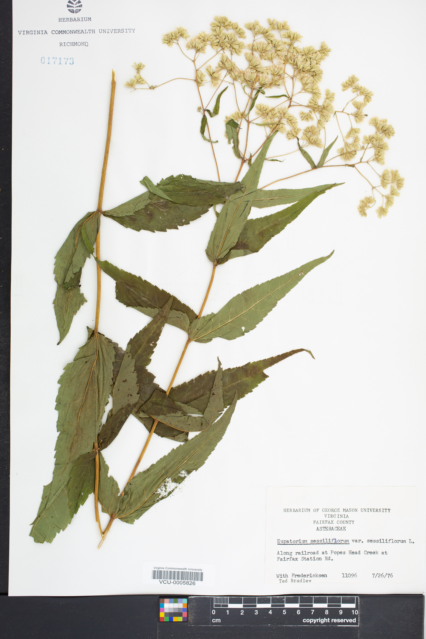 Eupatorium sessilifolium var. sessilifolium image